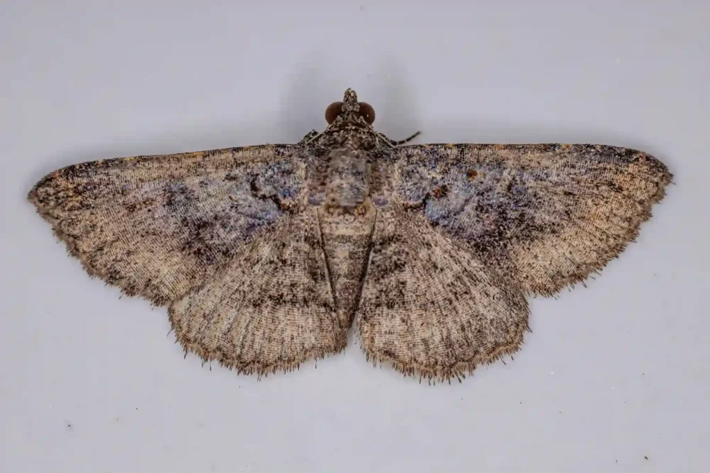 Mottenbefall auf dem Dachboden gezielt bekämpfen lassen – Kammerjäger Ahrensburg